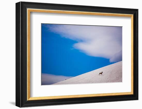 Big Horn Sheep, Glacier National Park, Montana, United States of America, North America-Laura Grier-Framed Photographic Print