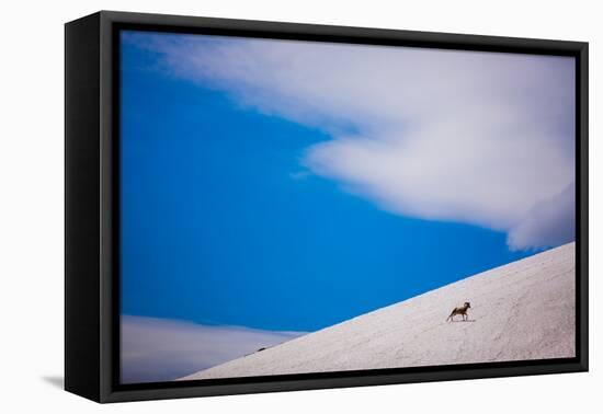 Big Horn Sheep, Glacier National Park, Montana, United States of America, North America-Laura Grier-Framed Premier Image Canvas