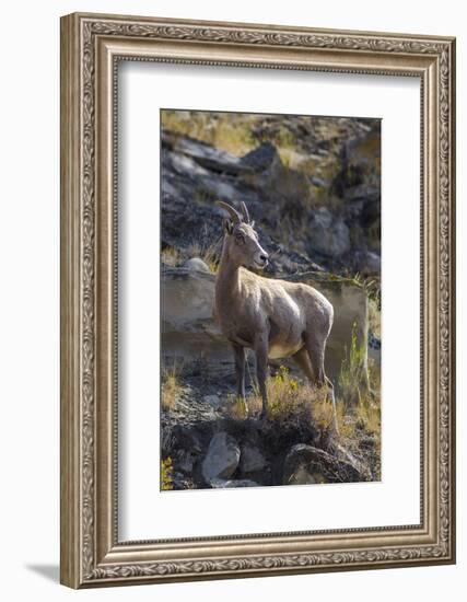 Big Horn Sheep Near Mammoth Hot Springs, Yellowstone National Park, Wyoming-Michael DeFreitas-Framed Photographic Print