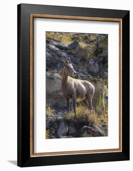 Big Horn Sheep Near Mammoth Hot Springs, Yellowstone National Park, Wyoming-Michael DeFreitas-Framed Photographic Print