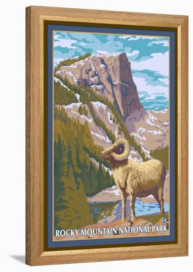 Big Horn Sheep, Rocky Mountain National Park-Lantern Press-Framed Stretched Canvas