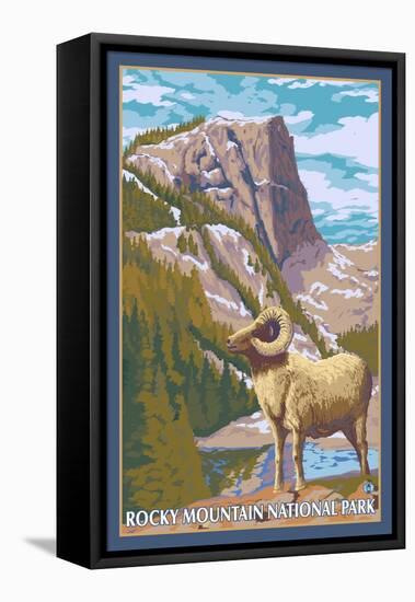 Big Horn Sheep, Rocky Mountain National Park-Lantern Press-Framed Stretched Canvas