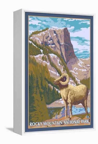 Big Horn Sheep, Rocky Mountain National Park-Lantern Press-Framed Stretched Canvas