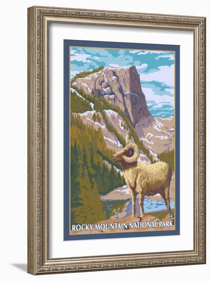 Big Horn Sheep, Rocky Mountain National Park-Lantern Press-Framed Art Print