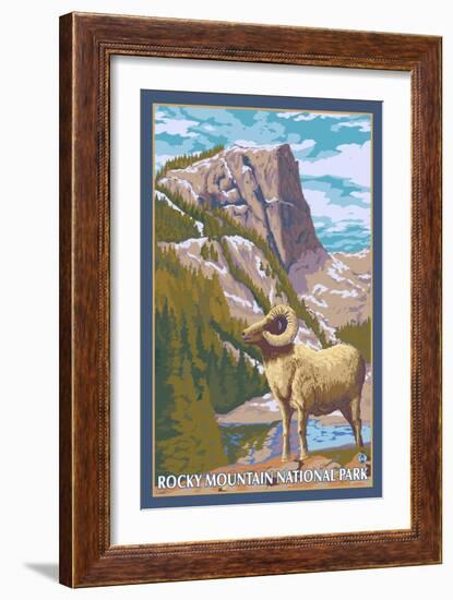 Big Horn Sheep, Rocky Mountain National Park-Lantern Press-Framed Art Print