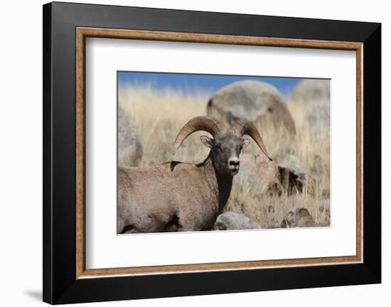 Big Horn Sheep Yellowstone-null-Framed Premium Giclee Print