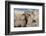 Big Horn Sheep Yellowstone-null-Framed Premium Giclee Print