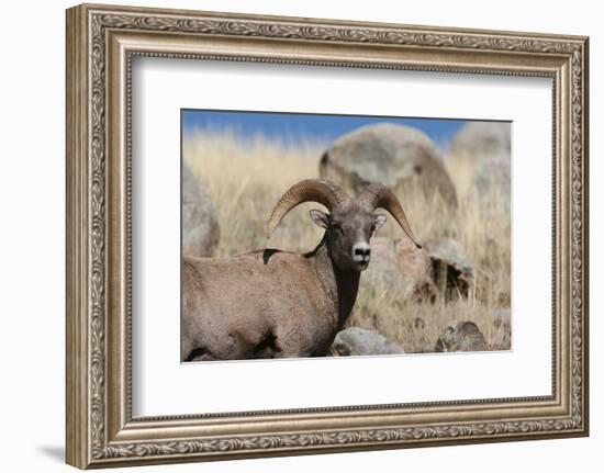 Big Horn Sheep Yellowstone-null-Framed Art Print