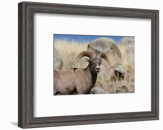 Big Horn Sheep Yellowstone-null-Framed Art Print