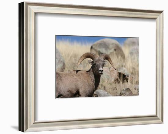 Big Horn Sheep Yellowstone-null-Framed Art Print