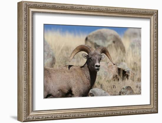 Big Horn Sheep Yellowstone-null-Framed Art Print