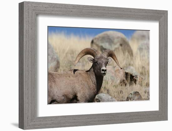 Big Horn Sheep Yellowstone-null-Framed Art Print