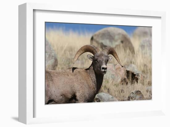 Big Horn Sheep Yellowstone-null-Framed Art Print