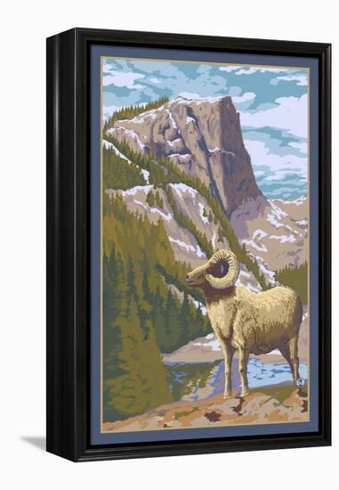 Big Horn Sheep-Lantern Press-Framed Stretched Canvas