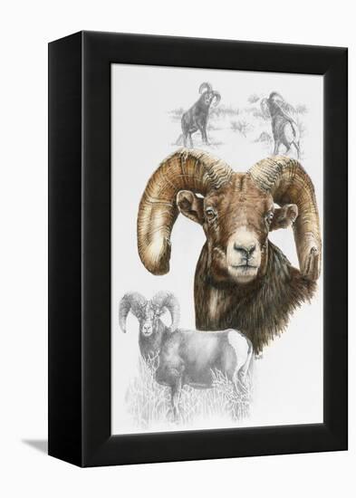 Big Horn Sheep-Barbara Keith-Framed Premier Image Canvas