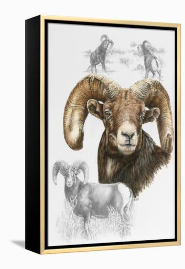 Big Horn Sheep-Barbara Keith-Framed Premier Image Canvas