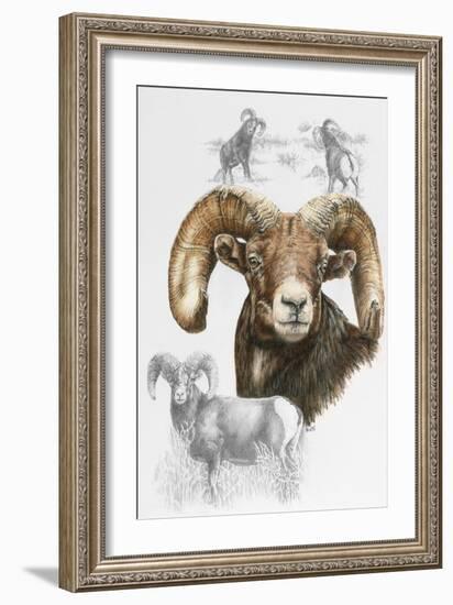 Big Horn Sheep-Barbara Keith-Framed Giclee Print