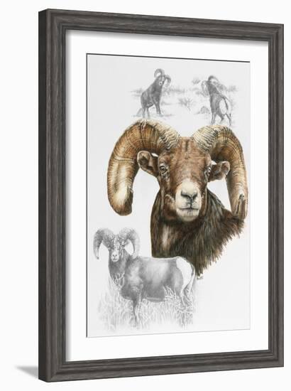 Big Horn Sheep-Barbara Keith-Framed Giclee Print