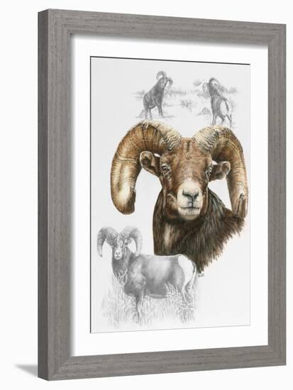Big Horn Sheep-Barbara Keith-Framed Giclee Print
