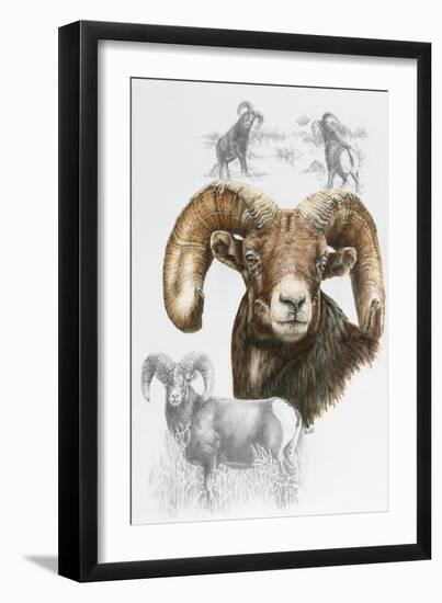 Big Horn Sheep-Barbara Keith-Framed Giclee Print