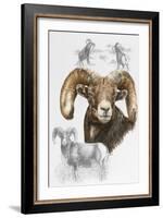 Big Horn Sheep-Barbara Keith-Framed Giclee Print