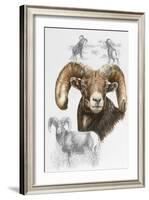 Big Horn Sheep-Barbara Keith-Framed Giclee Print