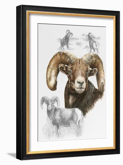 Big Horn Sheep-Barbara Keith-Framed Giclee Print