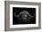 Big Horns-Mario Moreno-Framed Photographic Print