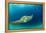 Big Island, Hawaii - Sea Turtle Swimming-Lantern Press-Framed Stretched Canvas