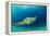 Big Island, Hawaii - Sea Turtle Swimming-Lantern Press-Framed Stretched Canvas