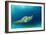 Big Island, Hawaii - Sea Turtle Swimming-Lantern Press-Framed Art Print