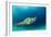 Big Island, Hawaii - Sea Turtle Swimming-Lantern Press-Framed Art Print