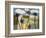 Big Island Hop-David Dauncey-Framed Giclee Print