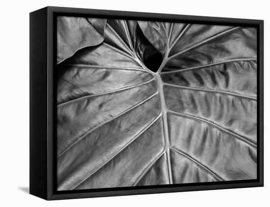 Big Leaf 02-SOIL-Framed Premier Image Canvas