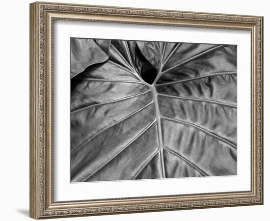 Big Leaf 02-SOIL-Framed Photographic Print