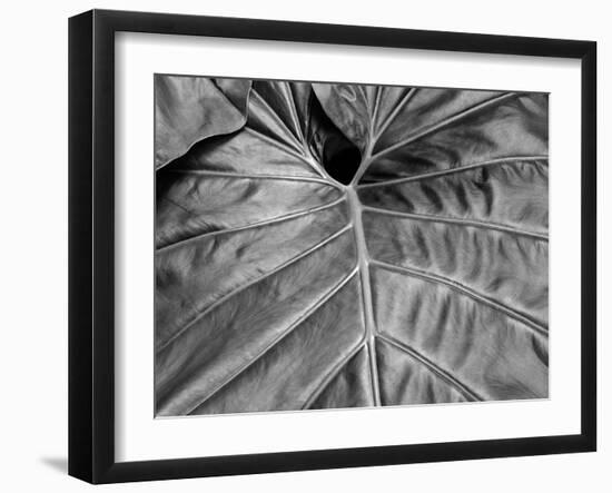 Big Leaf 02-SOIL-Framed Photographic Print