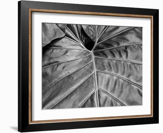 Big Leaf 02-SOIL-Framed Photographic Print