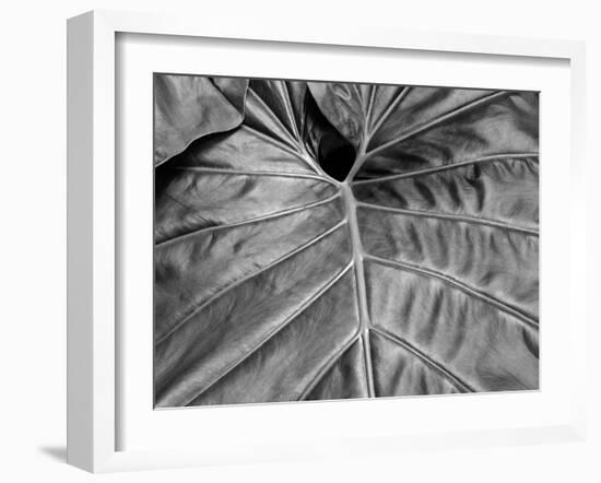 Big Leaf 02-SOIL-Framed Photographic Print