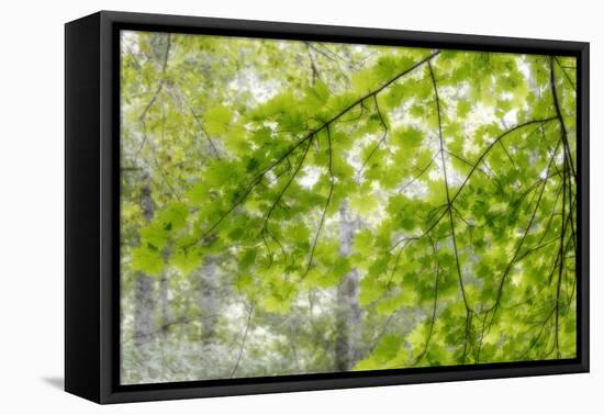 Big Leaf Maple I-Kathy Mahan-Framed Premier Image Canvas