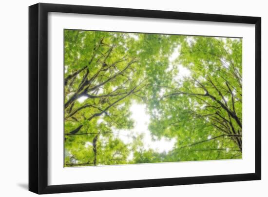 Big Leaf Maple II-Kathy Mahan-Framed Photographic Print