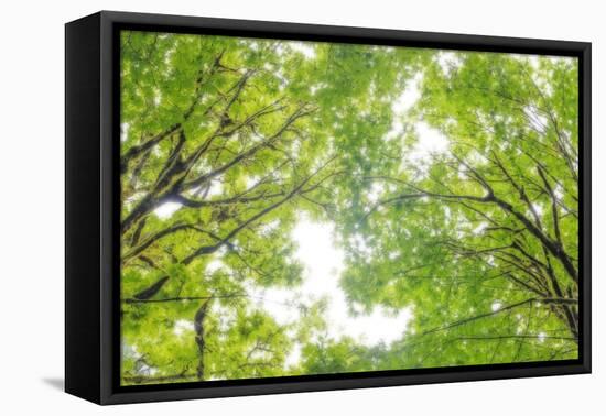 Big Leaf Maple II-Kathy Mahan-Framed Premier Image Canvas