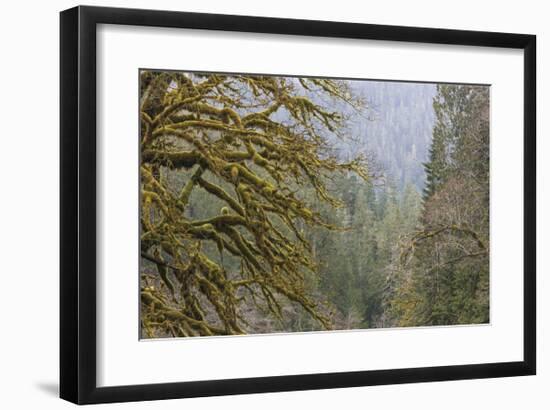 Big Leaf Maple in Winter-Don Paulson-Framed Giclee Print