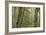 Big Leaf Maple2-Don Paulson-Framed Giclee Print