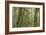 Big Leaf Maple2-Don Paulson-Framed Giclee Print