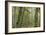 Big Leaf Maple2-Don Paulson-Framed Giclee Print