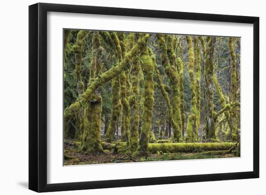 Big Leaf Maple-Don Paulson-Framed Giclee Print