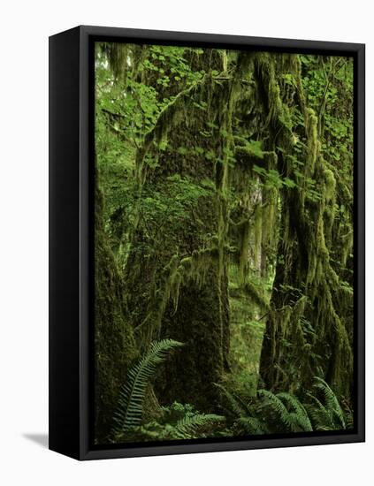 Big Leaf Maples in the Hoh Rain Forest in Olympic National Park, Washington-Jerry Ginsberg-Framed Premier Image Canvas