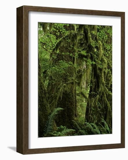 Big Leaf Maples in the Hoh Rain Forest in Olympic National Park, Washington-Jerry Ginsberg-Framed Photographic Print