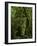 Big Leaf Maples in the Hoh Rain Forest in Olympic National Park, Washington-Jerry Ginsberg-Framed Photographic Print