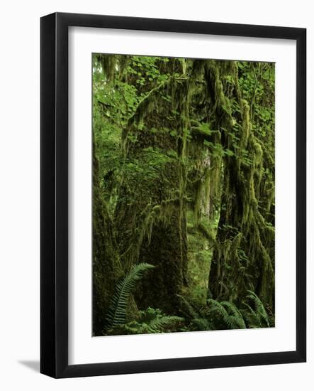 Big Leaf Maples in the Hoh Rain Forest in Olympic National Park, Washington-Jerry Ginsberg-Framed Photographic Print